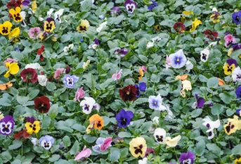 Parterre de fleurs, des pensées