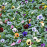 Parterre de fleurs, des pensées